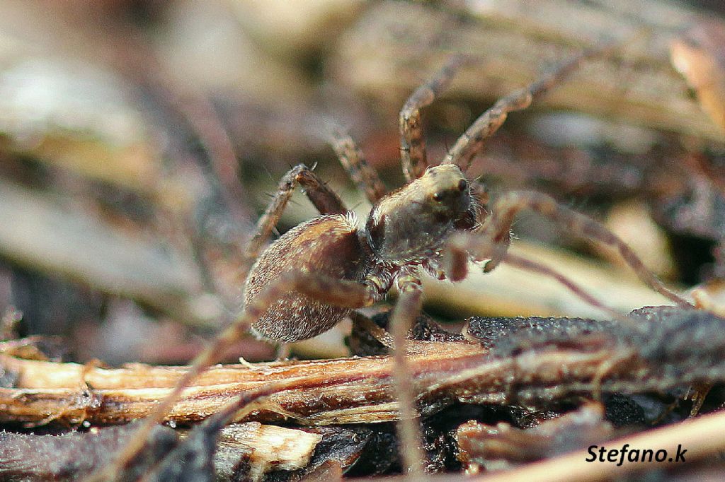 Pardosa sp. - Carso Triestino (zona S. Croce)